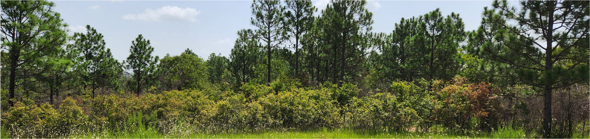 Field at Fort Perry Tract