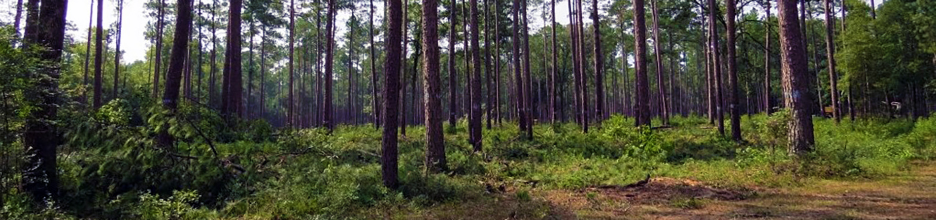 Thinned Pine Forest
