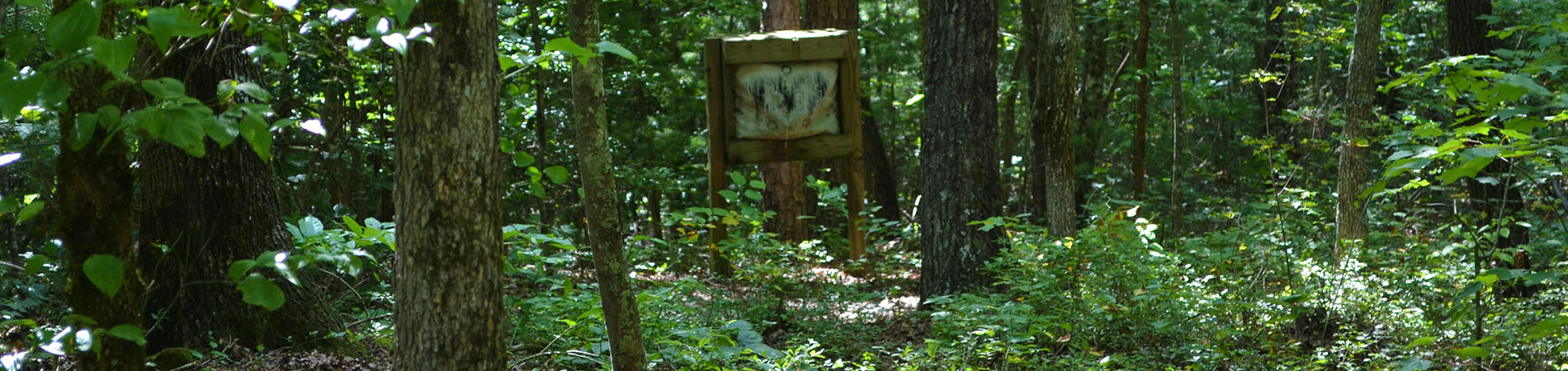 Rich Mountain Target in Woods