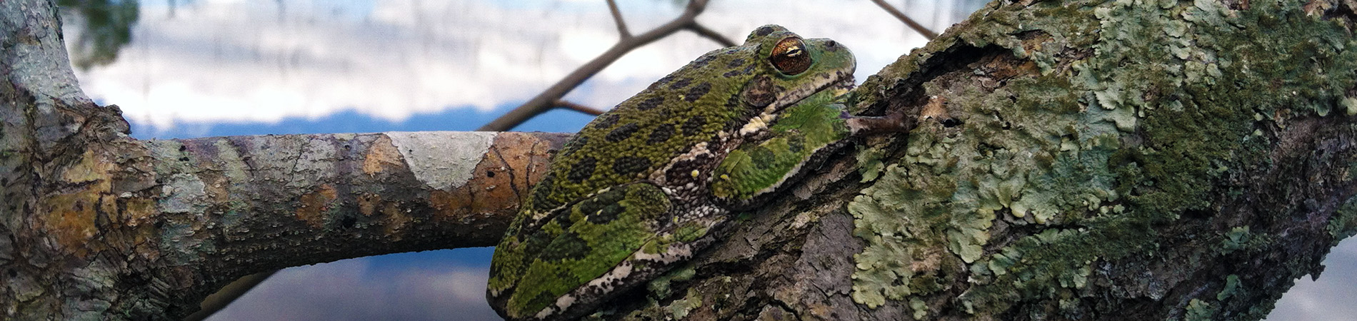 Frog on Branch