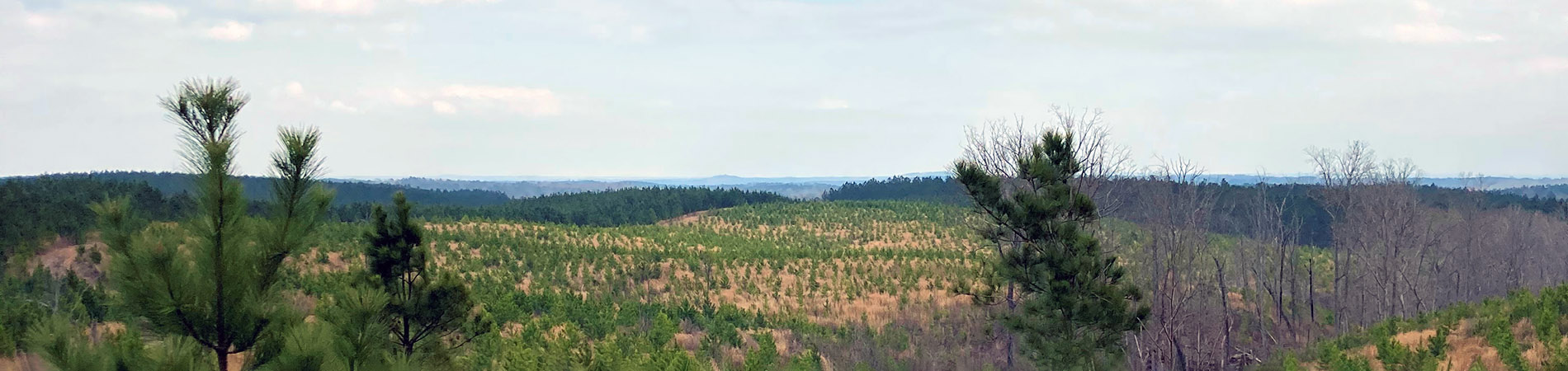 Hills and pine trees
