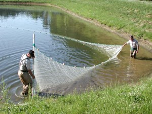 Harvesting Hatchery Ponds