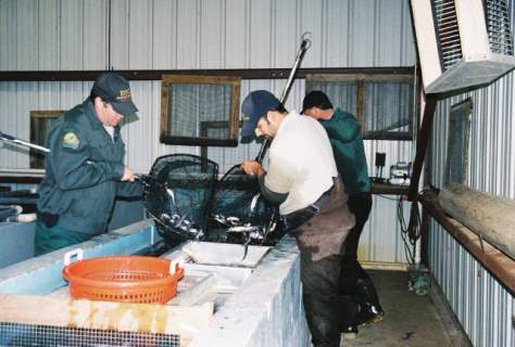 Sorting catfish in holding house