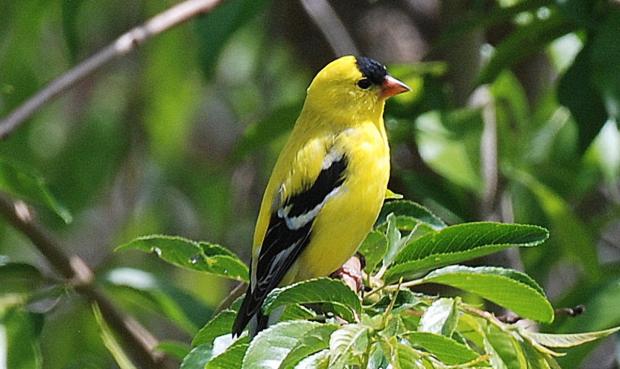 Out My Backdoor Goldfinches Brighten Backyards In Summer Department Of Natural Resources Division