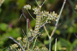 Black Swallowtail Caterpillar