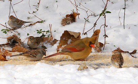 Snow makes life difficult for deer