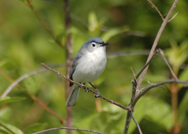 Out My Backdoor: The Blue-gray Gnatcatcher