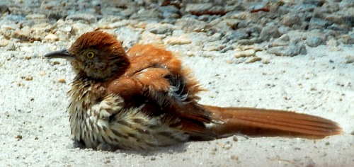 Brown thrasher possibly anting (Terry W. Johnson)