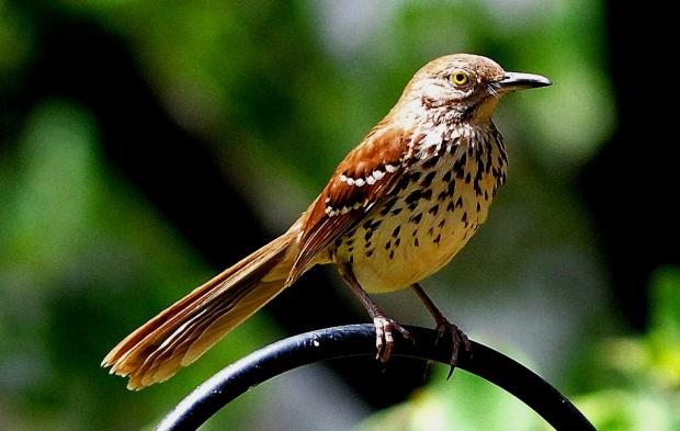 What does a hotsell brown thrasher look like