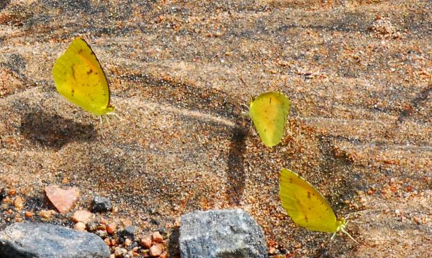 Butterfly puddle party. (Terry W. Johnson)