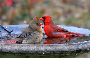 bird bath for birds