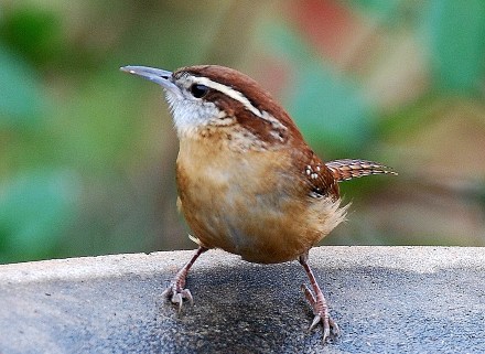 Carolina wren. By Terry W. Johnson