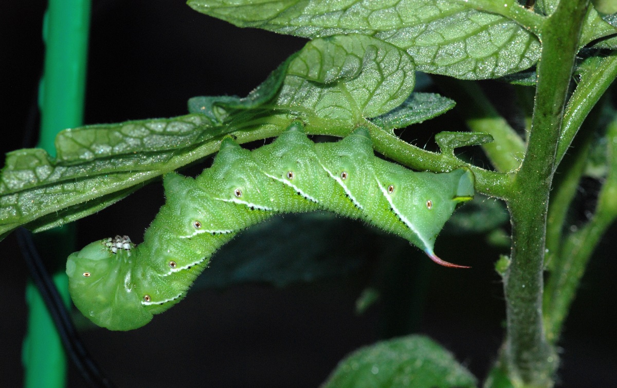 Caterpillar