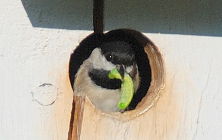 Carolina chickadee in nest box. Terry W. Johnson