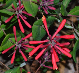 Coral honeysuckle. Terry W. Johnson