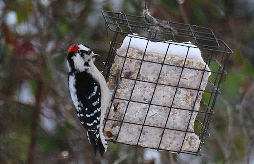 feeding woodpeckers in winter