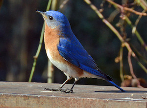 all about eastern bluebirds