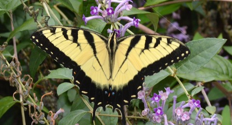 female eastern tiger swallowtail butterfly