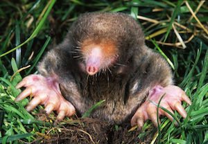 Out My Backdoor The Eastern Mole Department Of Natural Resources Division