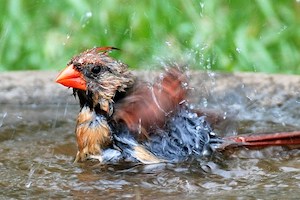 Female Cardinal Bathing