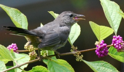 mockingbird vs catbird