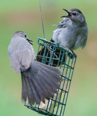 feeding suet in summer