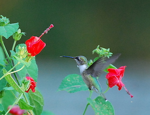 Out My Backdoor: Bluebird Migration  Department Of Natural Resources  Division