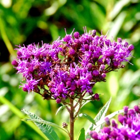 Ironweed flower head (Terry W. Johnson)