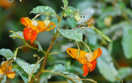 Image of A jewelweed plant in the rain