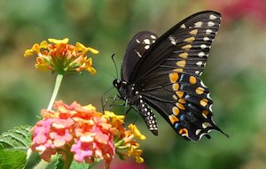 Male Black Swallowtail