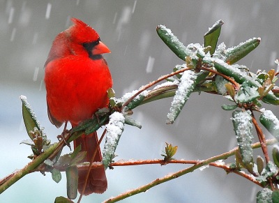 Cardinal (Terry W. Johnson)