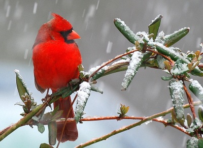 Out My Backdoor: The Christmas Card Bird  Department Of Natural Resources  Division