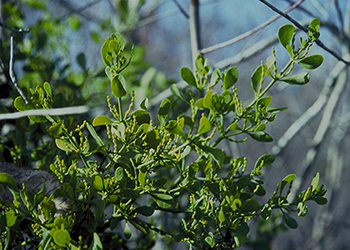 Under the mistletoe: One of the season's most iconic plants is harder to  find than you might think