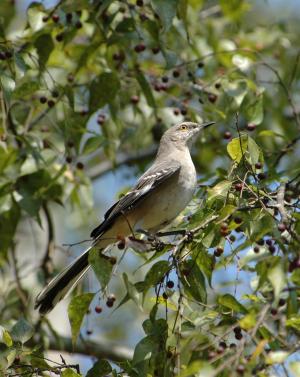 Out My Backdoor: The Christmas Card Bird  Department Of Natural Resources  Division