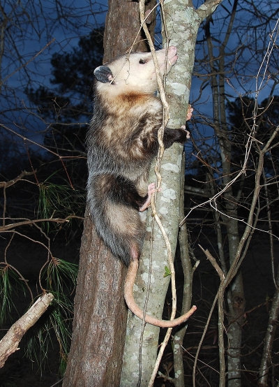 lost cat opossum