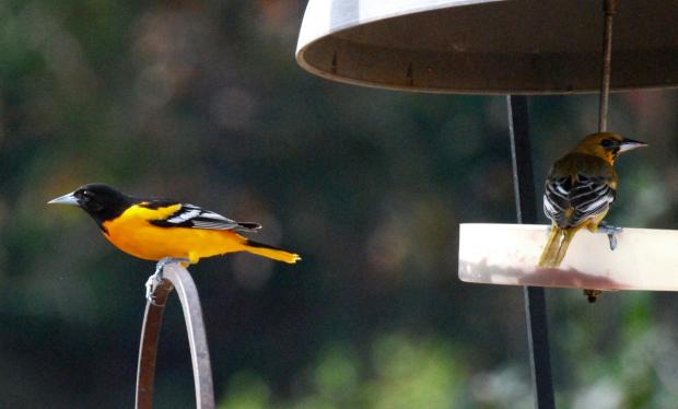 Baltimore orioles at the feeder (Terry W. Johnson)