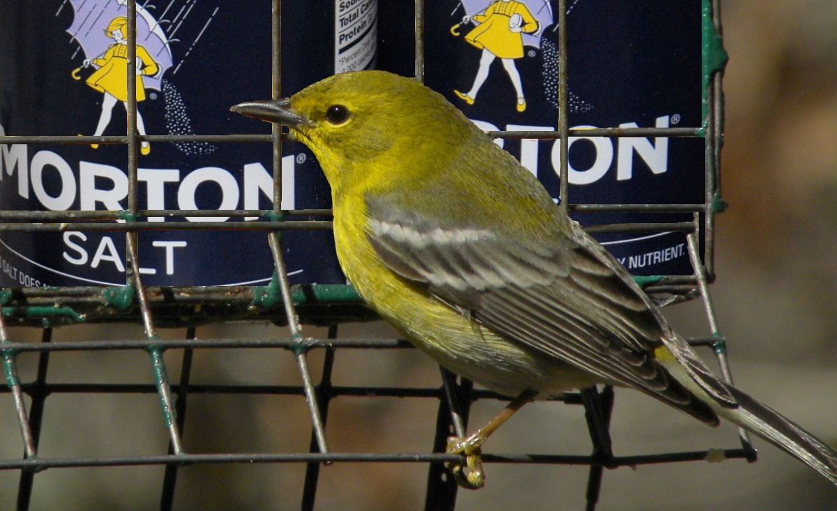 Out My Backdoor Can Salt Harm Backyard Birds Department Of Natural Resources Division