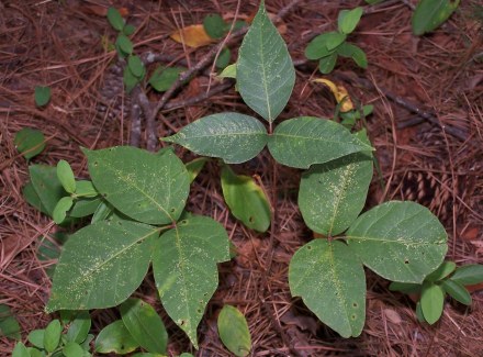 Poison ivy. Donna Johnson