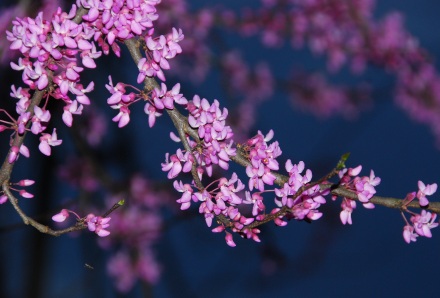 Redbud in bloom. Terry W. Johnson