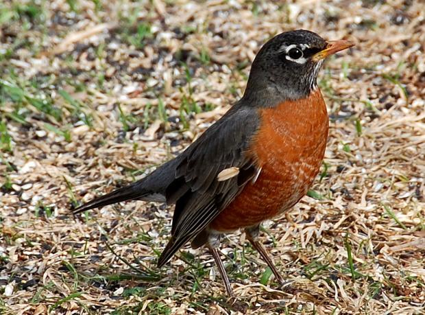 American Robin