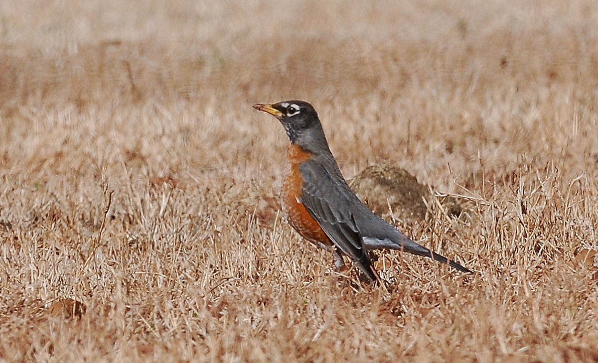 Out My Backdoor: the Dawn Chorus  Department Of Natural Resources Division