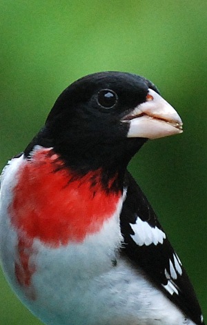 Rose-breasted grosbeak. Terry W. Johnson