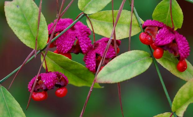  Out My Backdoor: Save a Spot in the Yard for Strawberry Bush