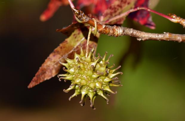  Out My Backdoor: In Defense of the Sweetgum Tree