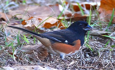 Eastern towhee (Terry W. Johnson)