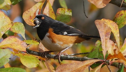 WILD GEORGIA: Acorns crucial for wildlife survival in winter