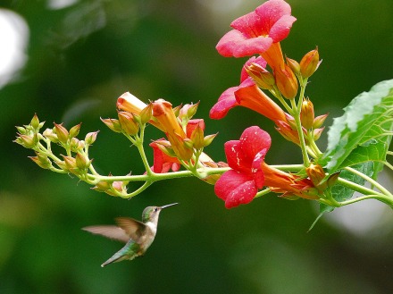 12 Best Vines for Hummingbirds That Are Easy to Grow