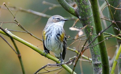Yellow-rumped warbler. (Terry W. Johnson)