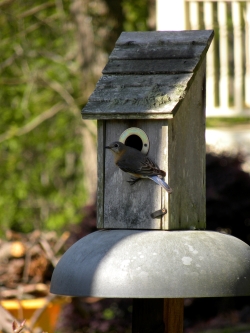 Out My Backdoor: What's the Best Bluebird Box Design?