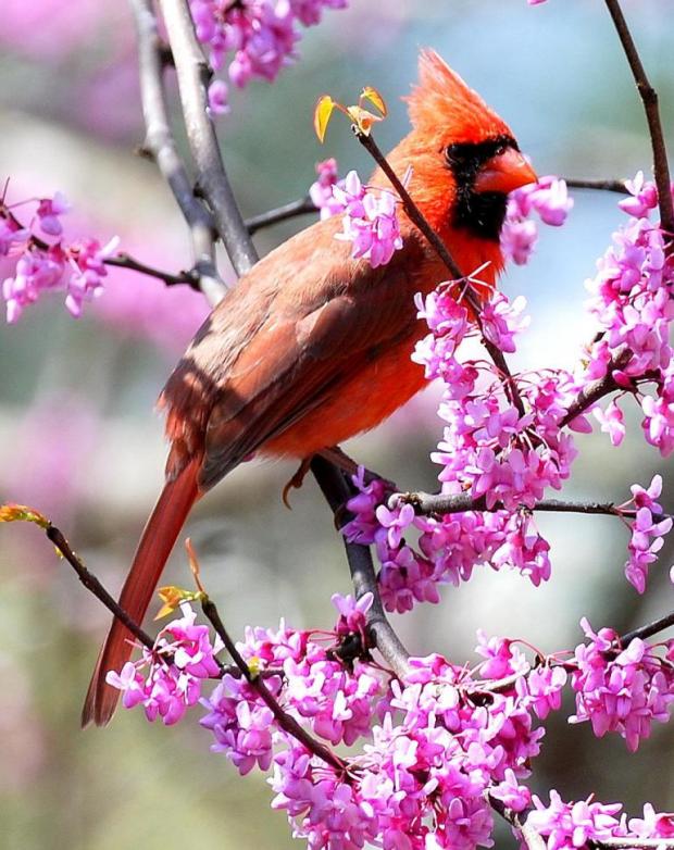 Cardinal eating redbud blossoms. Terry W. Johnson